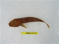 藏品(大吻鰕虎)的圖片